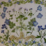 押し花 素材  アジサイ他小花セット　💐