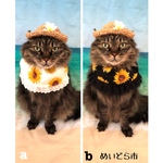 ひまわり柄ケープ、猫ちゃんの首輪