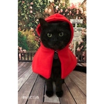 赤ずきんちゃんパーカー、猫ちゃんの首輪、猫ちゃんの洋服
