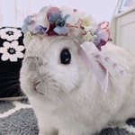 うさぎの花冠(No.161)