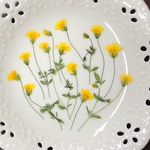 ゴールドダスト(押し花)