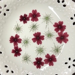 バーベナ赤&レースフラワー(押し花)
