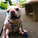 《フレンチブルドッグ》鶴松クールエプロン