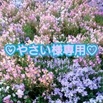 +♡やさい様専用♡+