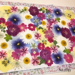 ♡new♡  ♡可愛い押し花セット♡ ♡たくさん入って使いやすい押し花セット♡
