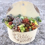 ラウンドブリキと多肉植物