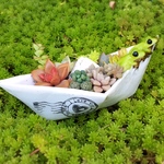 紙船とかえるくんと多肉植物