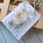 押し花 301　虹色レースフラワー　