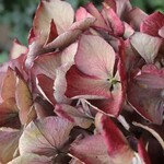アンティーク紫陽花のドライフラワー