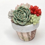 多肉植物　1.5号鉢植えC フェイクグリーン　