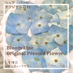【 紫陽花ーunknown 】２０輪   アンティークカラー・水色　自家製押し花　レジン・キャンドル封入・押し花アート