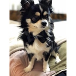 ◆aki様専用◆ワンチャン用　リボンチョーカー　犬服　犬アクセサリー◆