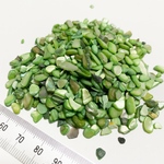 染色シェル貝 さざれ石(穴なし) ライトグリーン 5〜7mm(約45g〜50g)