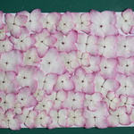 押し花商品【アジサイ　ミライ大小いろいろ】