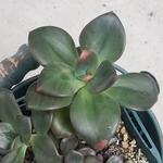 多肉植物❤クロマ❤群生❤抜き苗