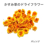 【50個】かすみ草のドライフラワー（オレンジ）