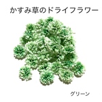 【40個】かすみ草のドライフラワー（グリーン）大