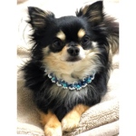 SNSで色違いをご購入頂きました◆ 2ways ワンちゃん用　ブルーの紐のクロッシェ　犬チョーカー　犬用　犬アクセサリー