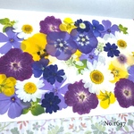♡new♡  ♡可愛い押し花セット♡ ♡使いやすい少量の押し花セット♡