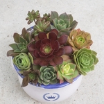 多肉植物❤アエオニウム❤10種類セット❤カット苗