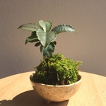 【再販】ミニ苔玉  （万両） 器付き