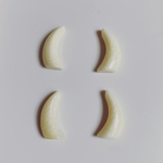 再販無し◆ デッドストック   23mm 牙型　ラクト カボション