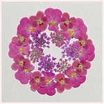 天然押し花素材　249