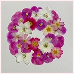 天然押し花素材　No.250