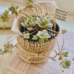 〔送料無料〕多肉植物＊子持ち蓮華＊抜き苗