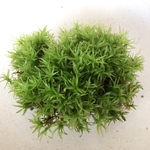 【苔パック詰め】タチゴケ