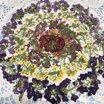 押し花素材　アリッサム （着色無し）　No.006102