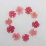 No.3 押し花　〜 バーベナ　小花
