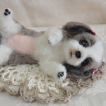 寝転びシーズーちゃん　犬