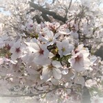 はちよる様専用です★招きポメちゃん　オレンジ