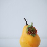 タニクペア！？ 洋梨と多肉植物　フェイクグリーン　アーティフィシャルフラワー