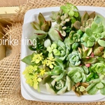 多肉植物カット苗＊お得なセット（送料無料）大