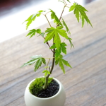 【父の日】イロハモミジの盆栽【陶芸家作盆栽鉢】