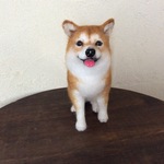 笑顔の柴犬❣️