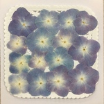  NO.510 パステルブルーパープルの紫陽花／押し花素材