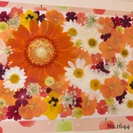 ♡new♡  ♡可愛い押し花セット♡ ♡たくさん入って使いやすい押し花セット♡