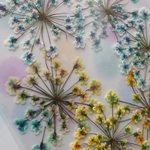 押し花 303　虹色レースフラワー　