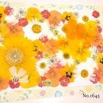 ♡new♡  ♡可愛い押し花セット♡ ♡たくさん入って使いやすい押し花セット♡
