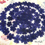 ♡new♡作家様必見♡ 人気のバーベナがいっぱい♡ 押し花セット