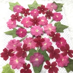 ハナテマリの押し花