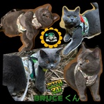 猫ちゃん用ハーネス(白地恐竜柄)Mサイズ