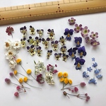 （247）ドライフラワー　小さなお花MIXセット
