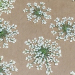 押し花　レースフラワーのドライフラワー　white
