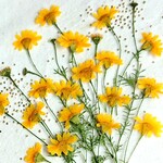 再販 押し花素材　ダールベルクデージー