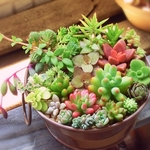 限定★お気に入り700記念セール★セダム多肉植物 おまかせカット苗セット