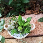 minipot多肉寄せ植え